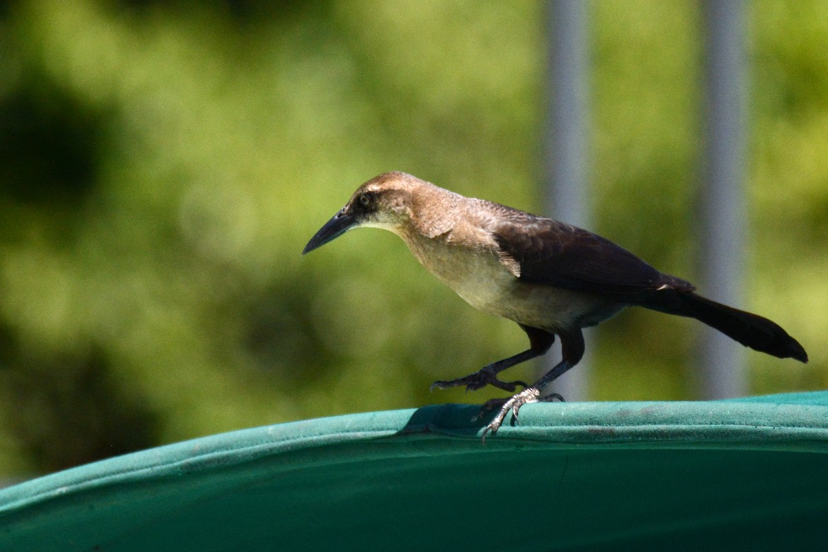 Great-tailed Grackle - ML87616091