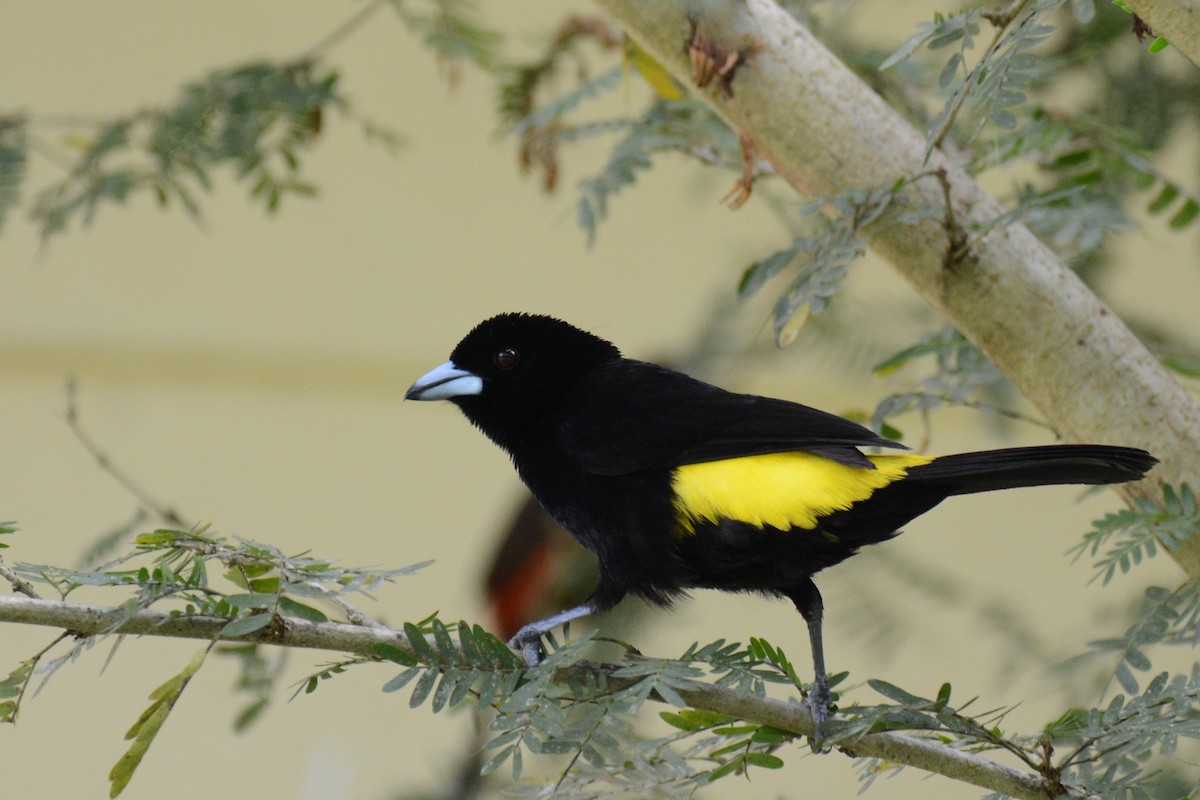 Flame-rumped Tanager - ML87616261