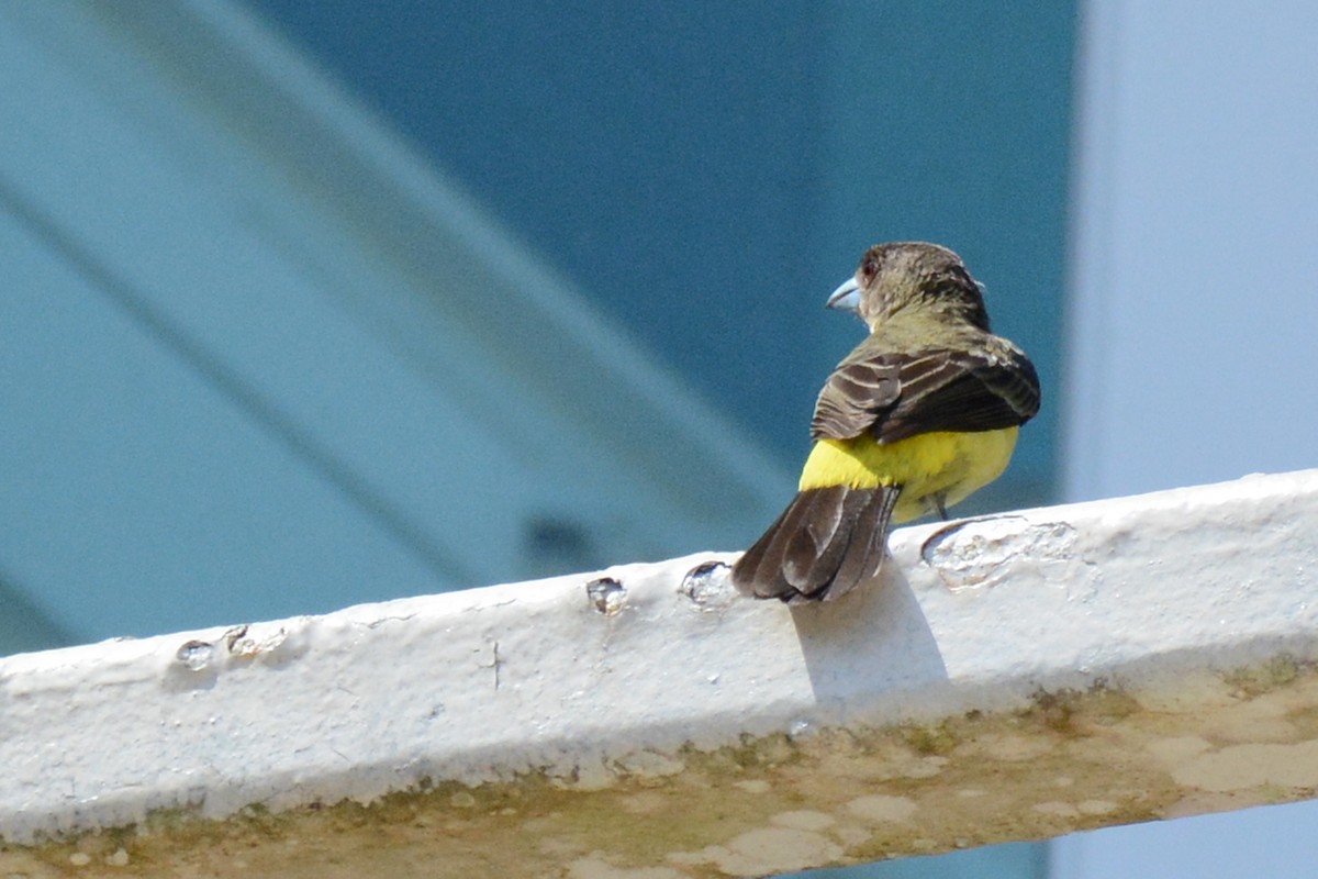 Flame-rumped Tanager - ML87616281