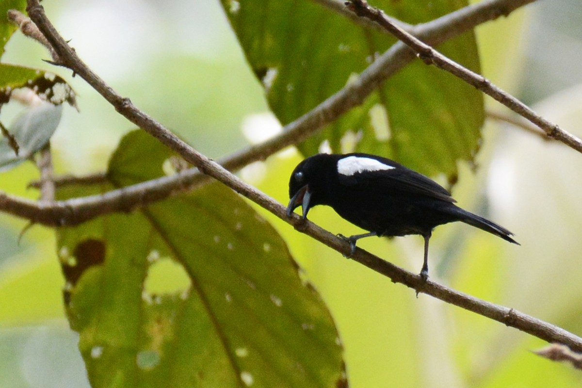 White-shouldered Tanager - ML87616441