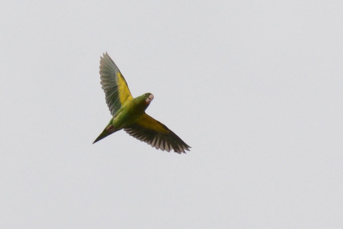 Orange-chinned Parakeet - ML87616521