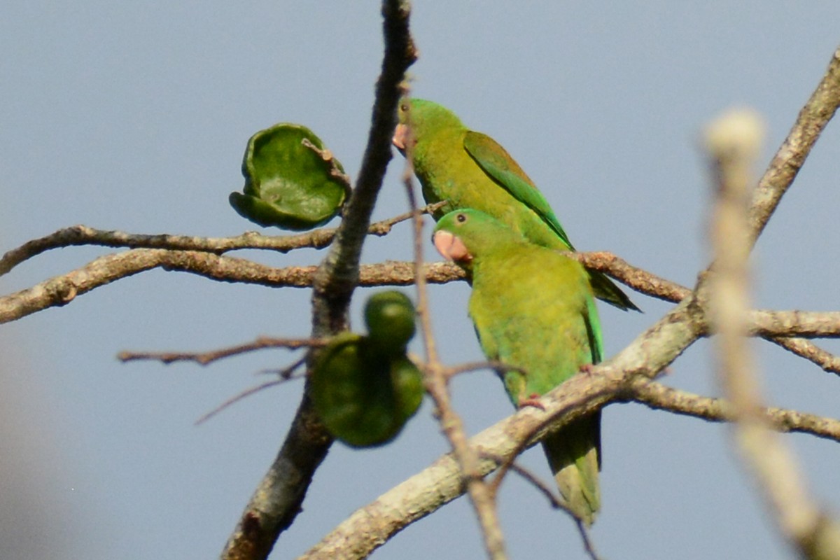 Orange-chinned Parakeet - ML87616531