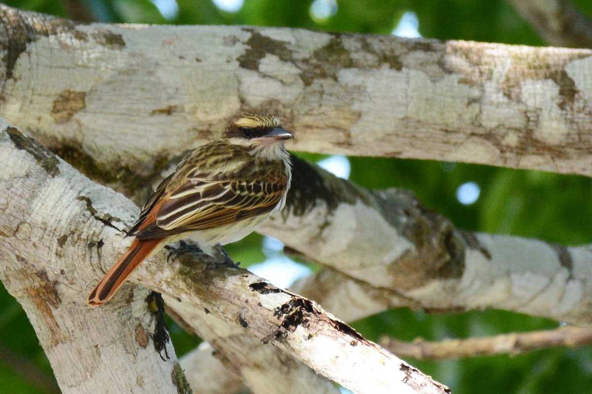 Streaked Flycatcher - Marie O'Neill