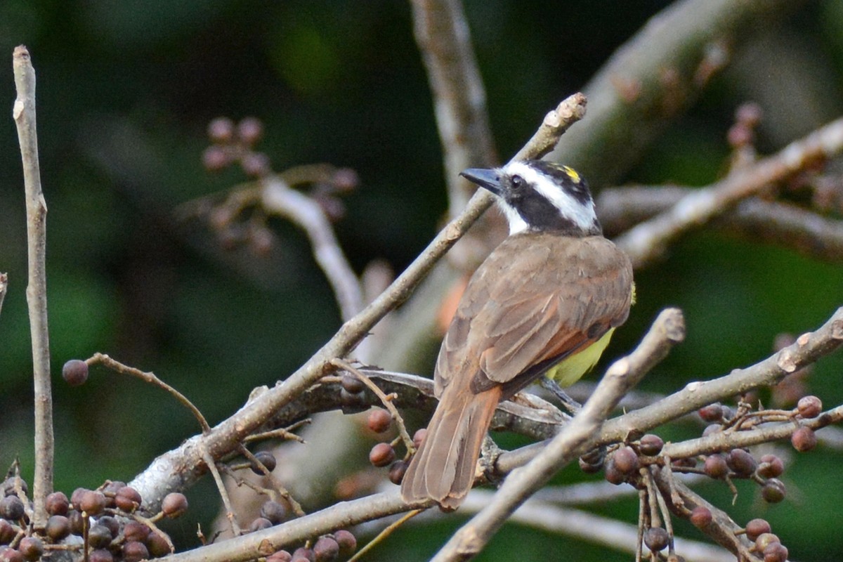 Great Kiskadee - ML87617091