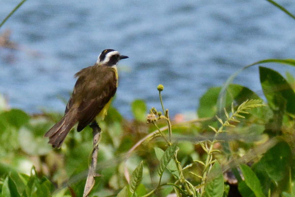 Great Kiskadee - ML87617161