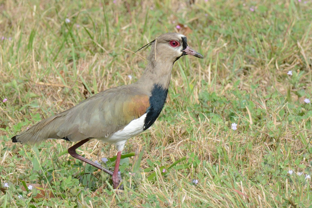 Southern Lapwing - ML87617371