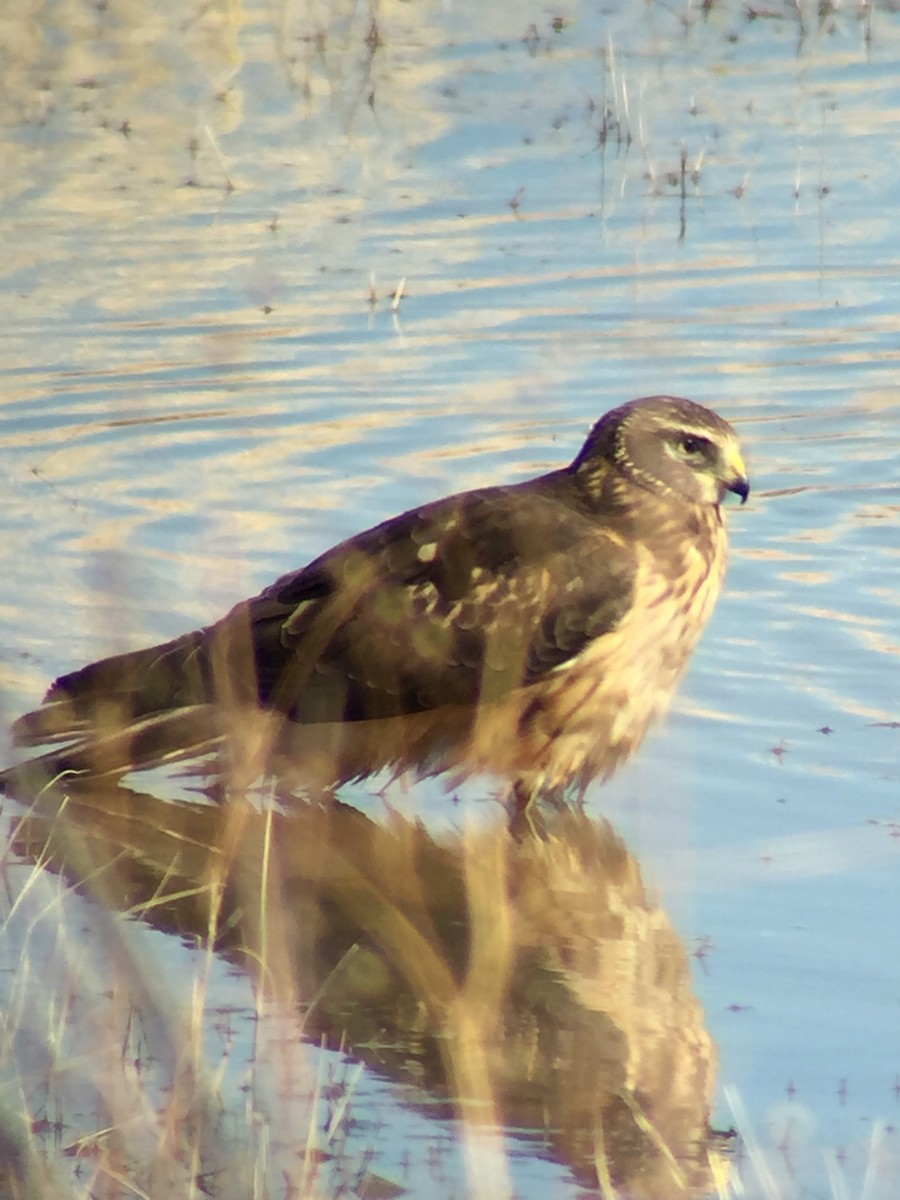 Northern Harrier - ML87620291