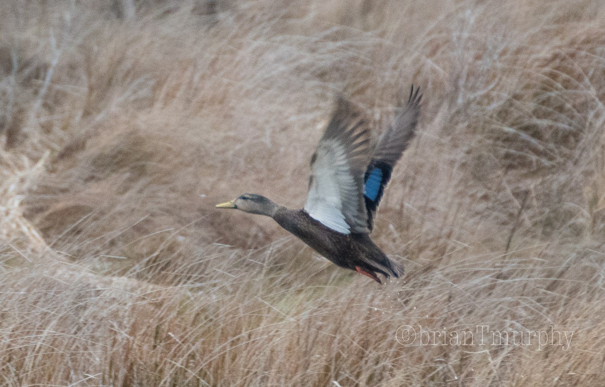 American Black Duck - Brian Murphy