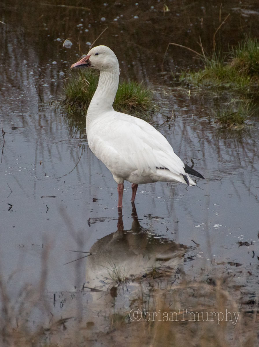 Snow Goose - Brian Murphy