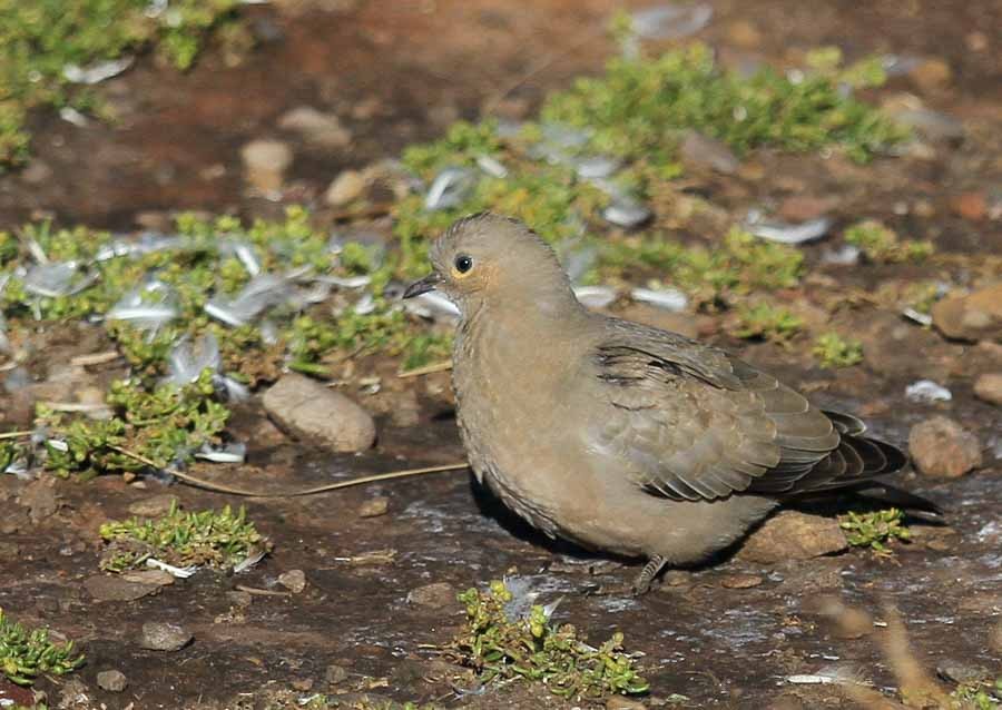 Black-winged Ground Dove - ML87623621