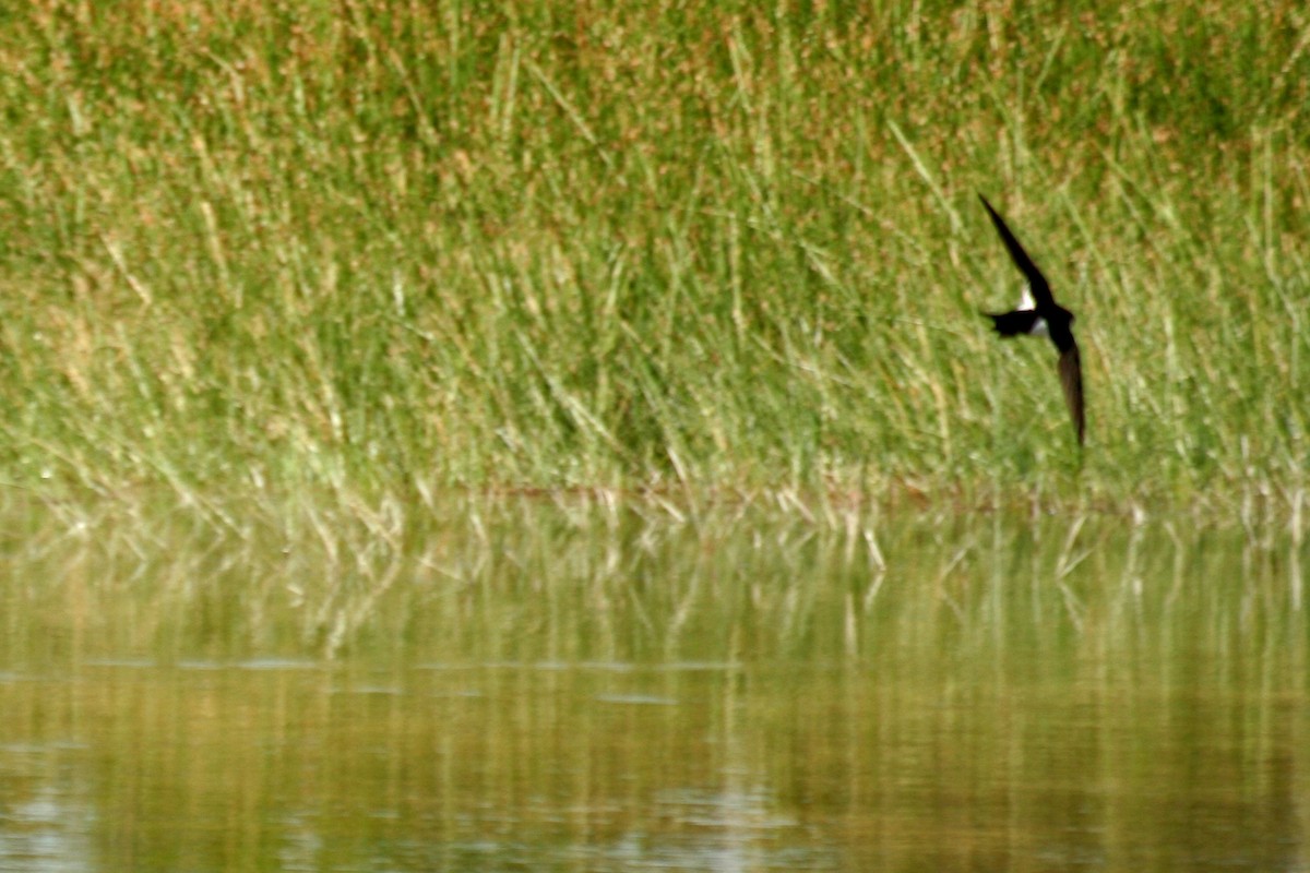 White-throated Swift - ML87624061