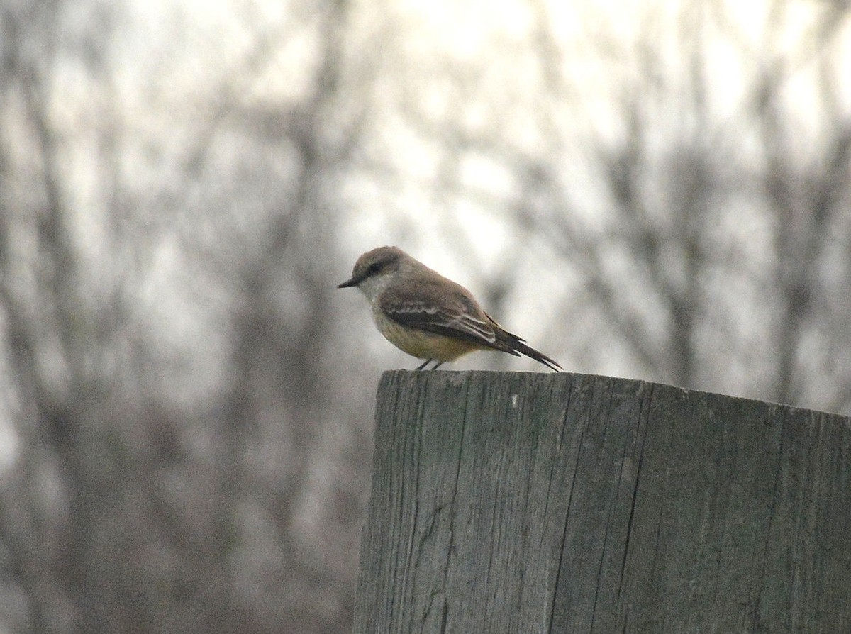 Vermilion Flycatcher - ML87629531