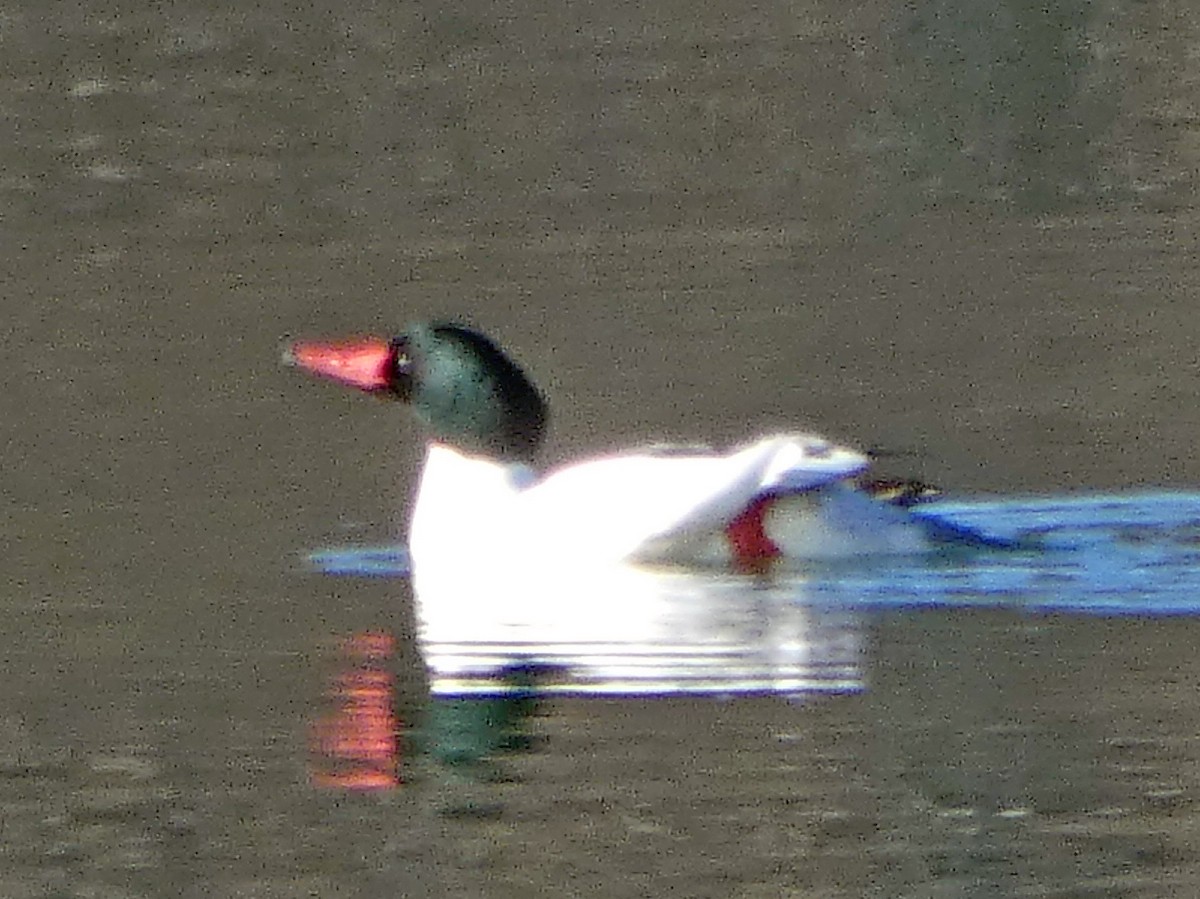 Common Merganser - ML87629591