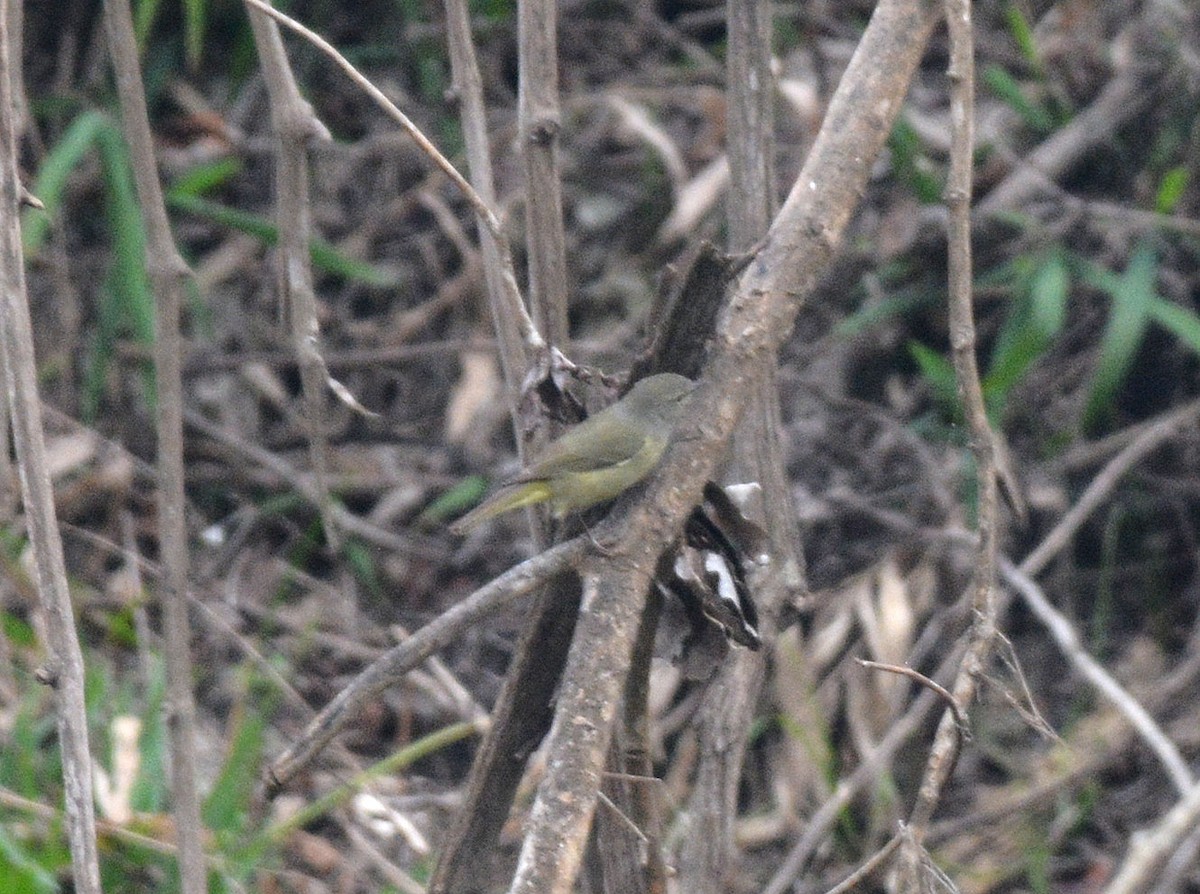 Orange-crowned Warbler - ML87629601