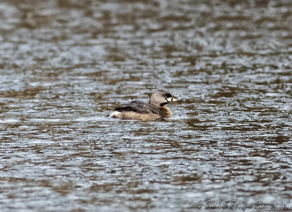 Pied-billed Grebe - ML87629801