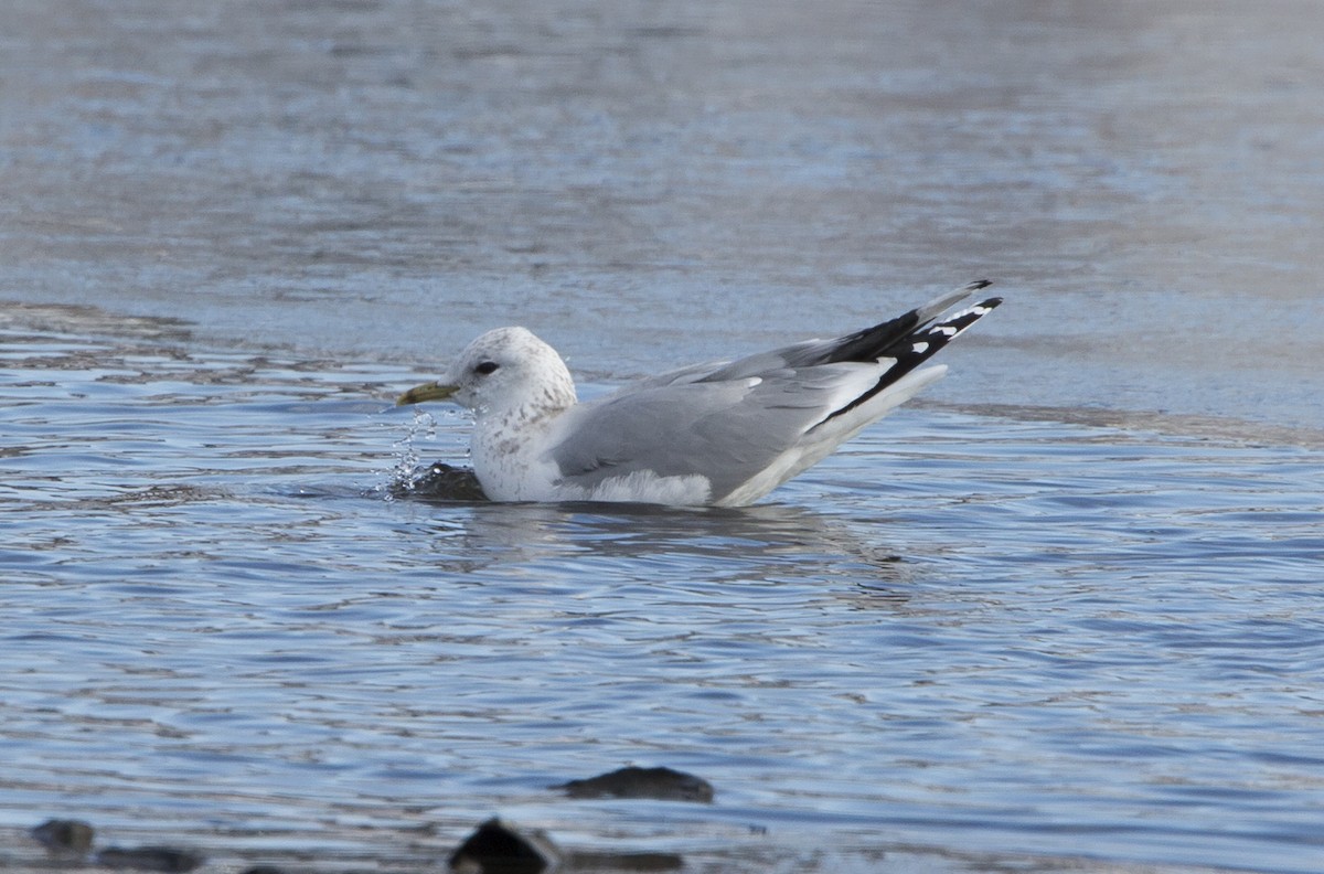 Common Gull (European) - Peter Shelton