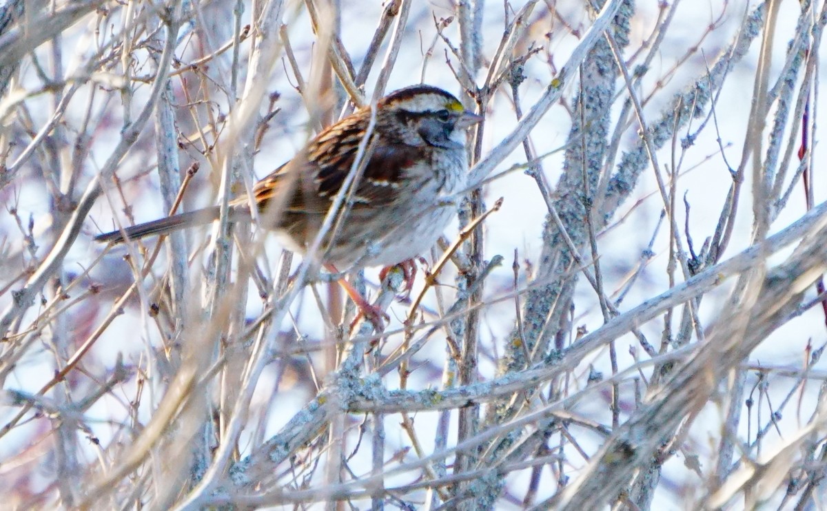 White-throated Sparrow - ML87632381