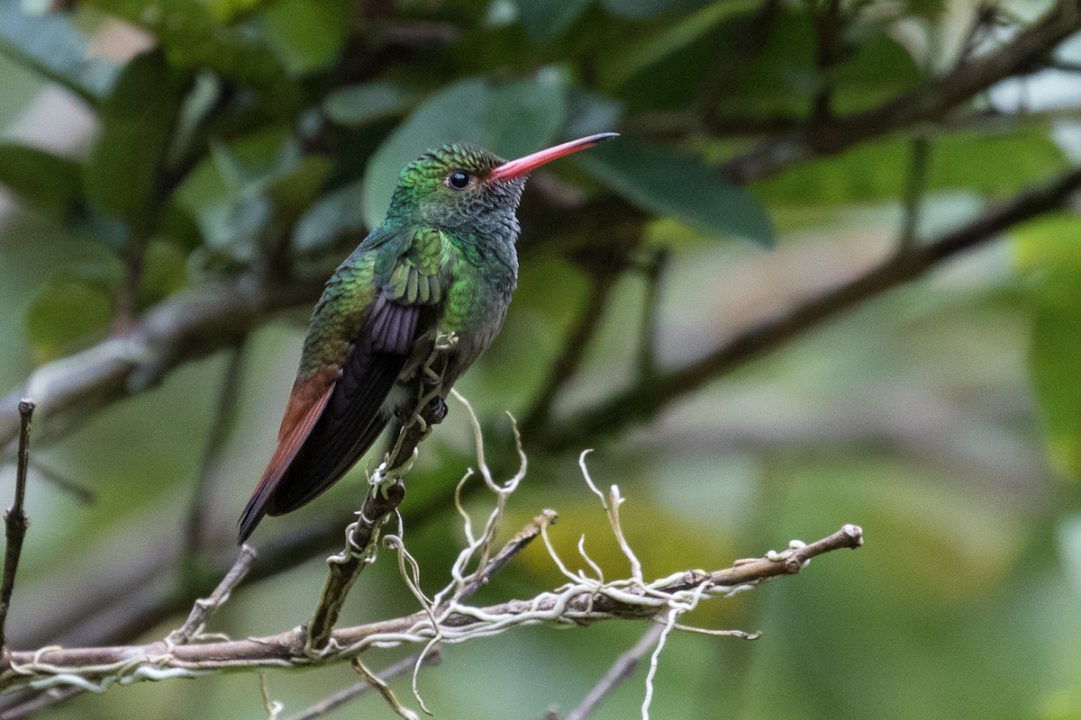 Rufous-tailed Hummingbird - Ken Chamberlain