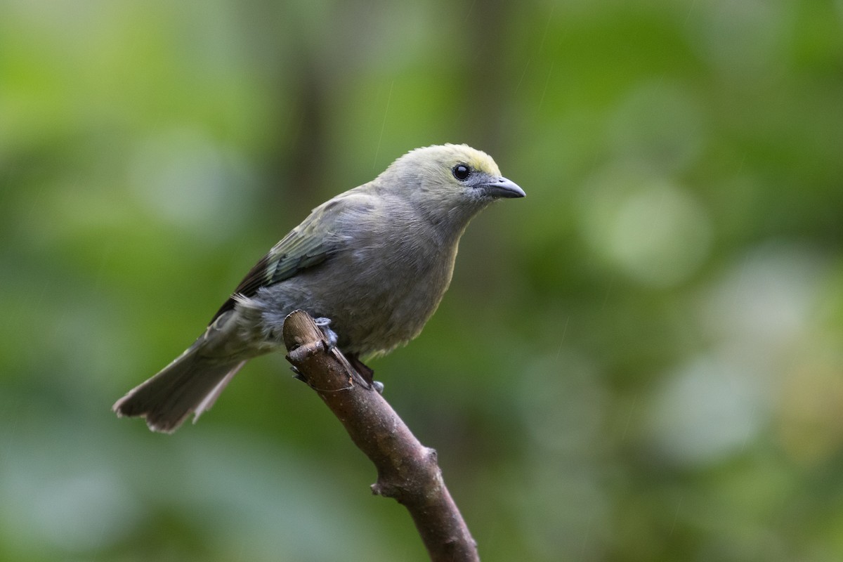 Palm Tanager - Ken Chamberlain