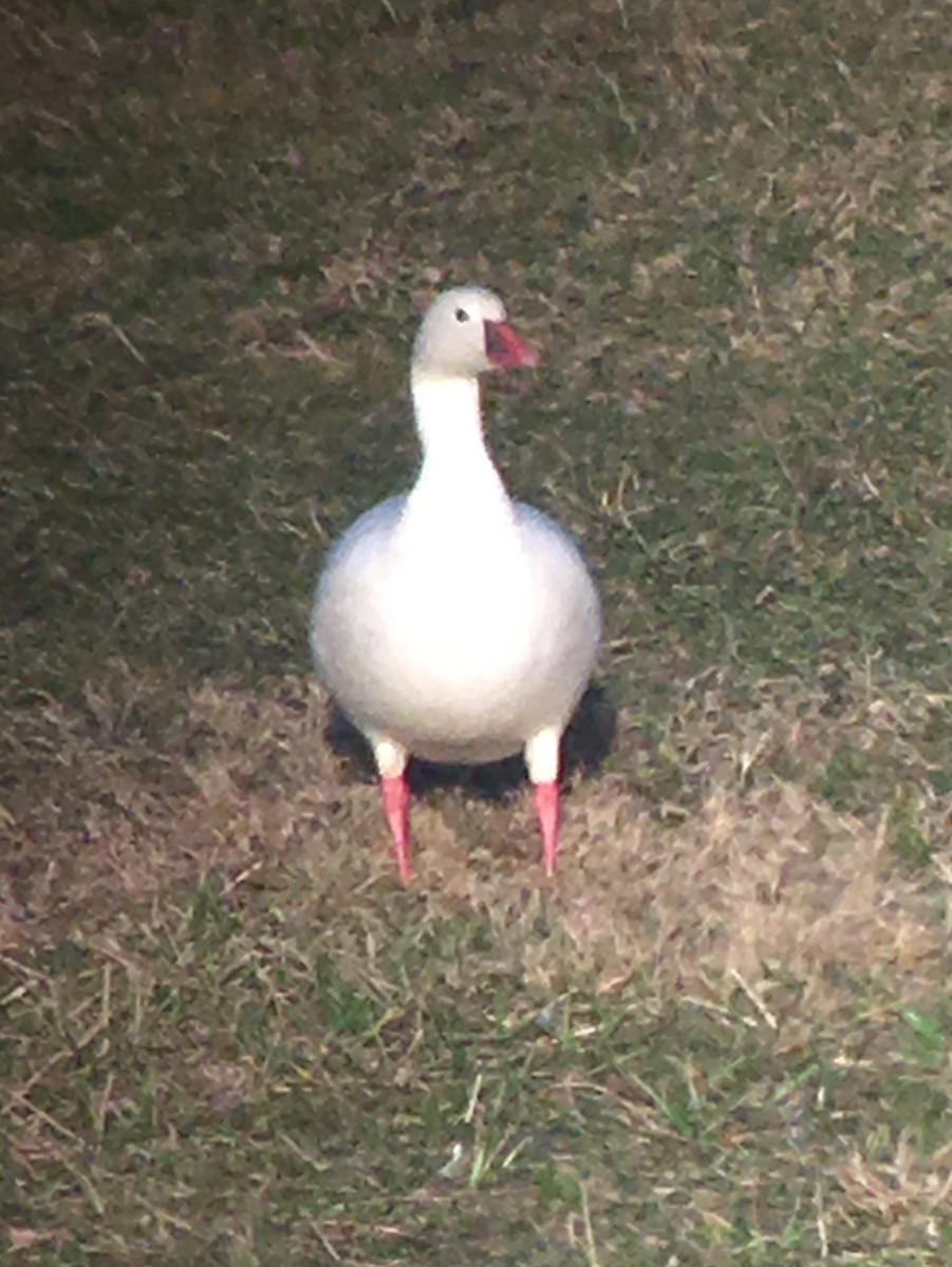 Ross's Goose - ML87634921