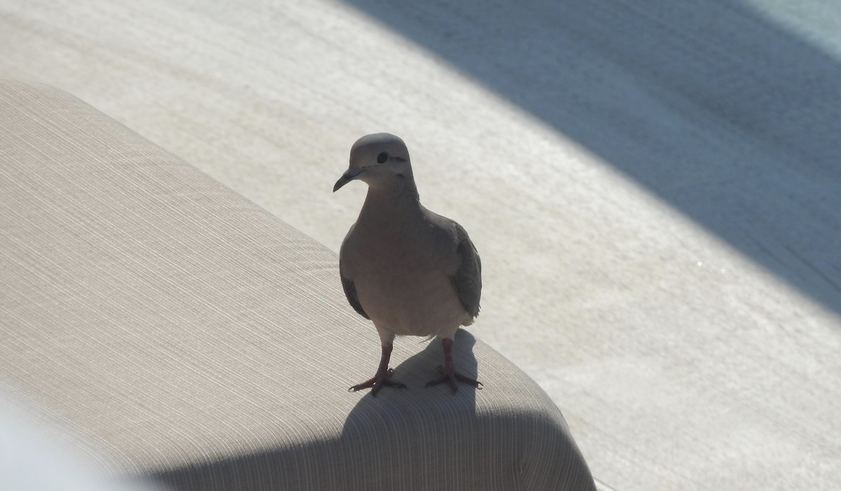 Eared Dove - ML87636031