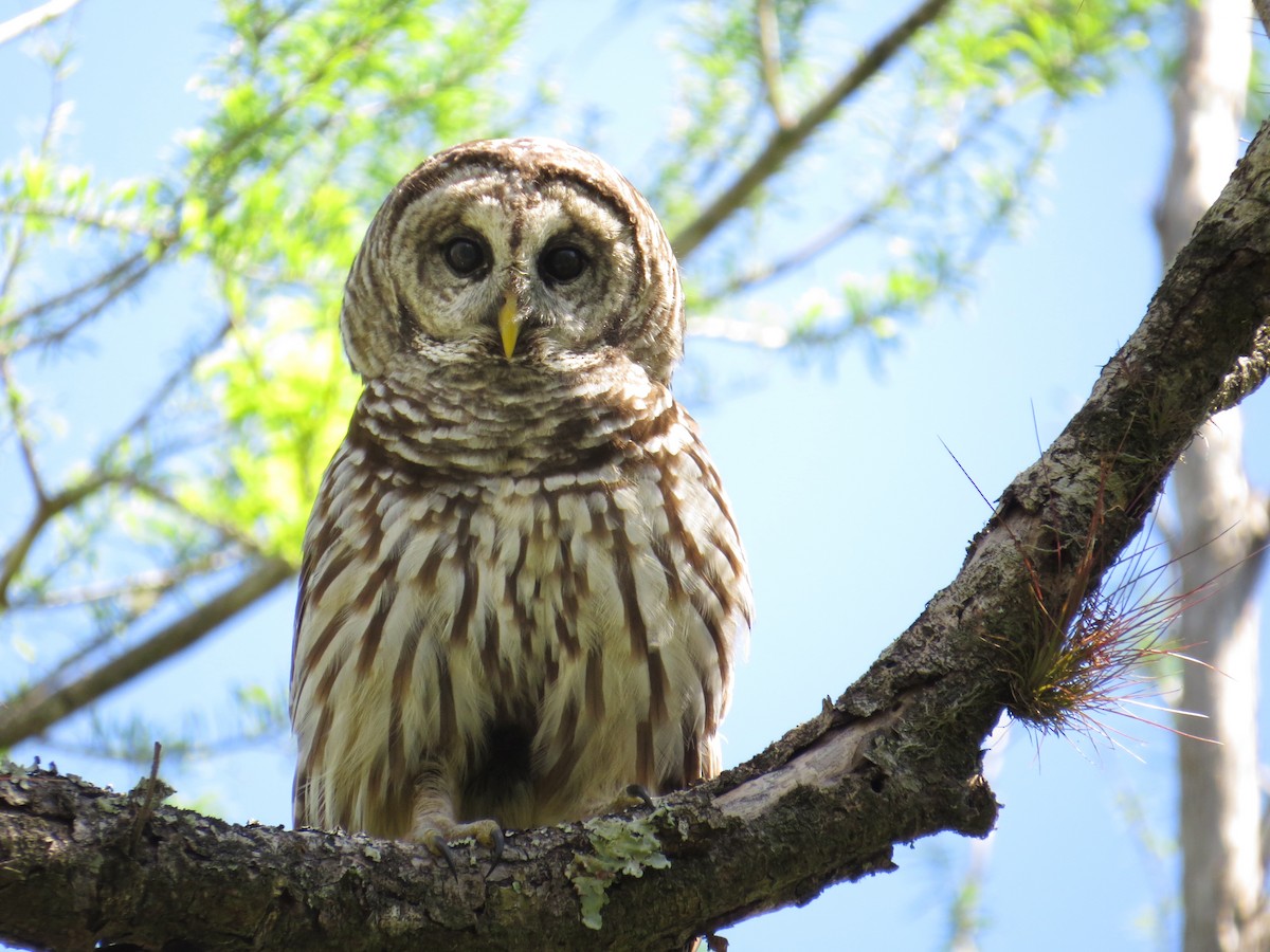 Barred Owl - ML87637061