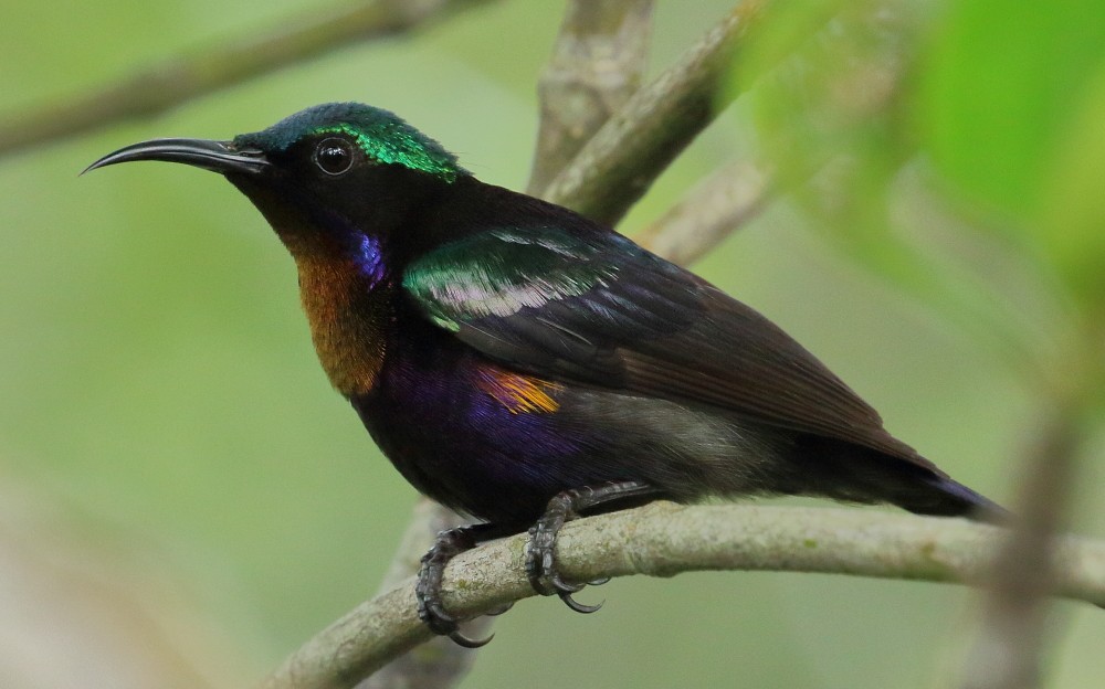 Copper-throated Sunbird - Keith & Lindsay Fisher