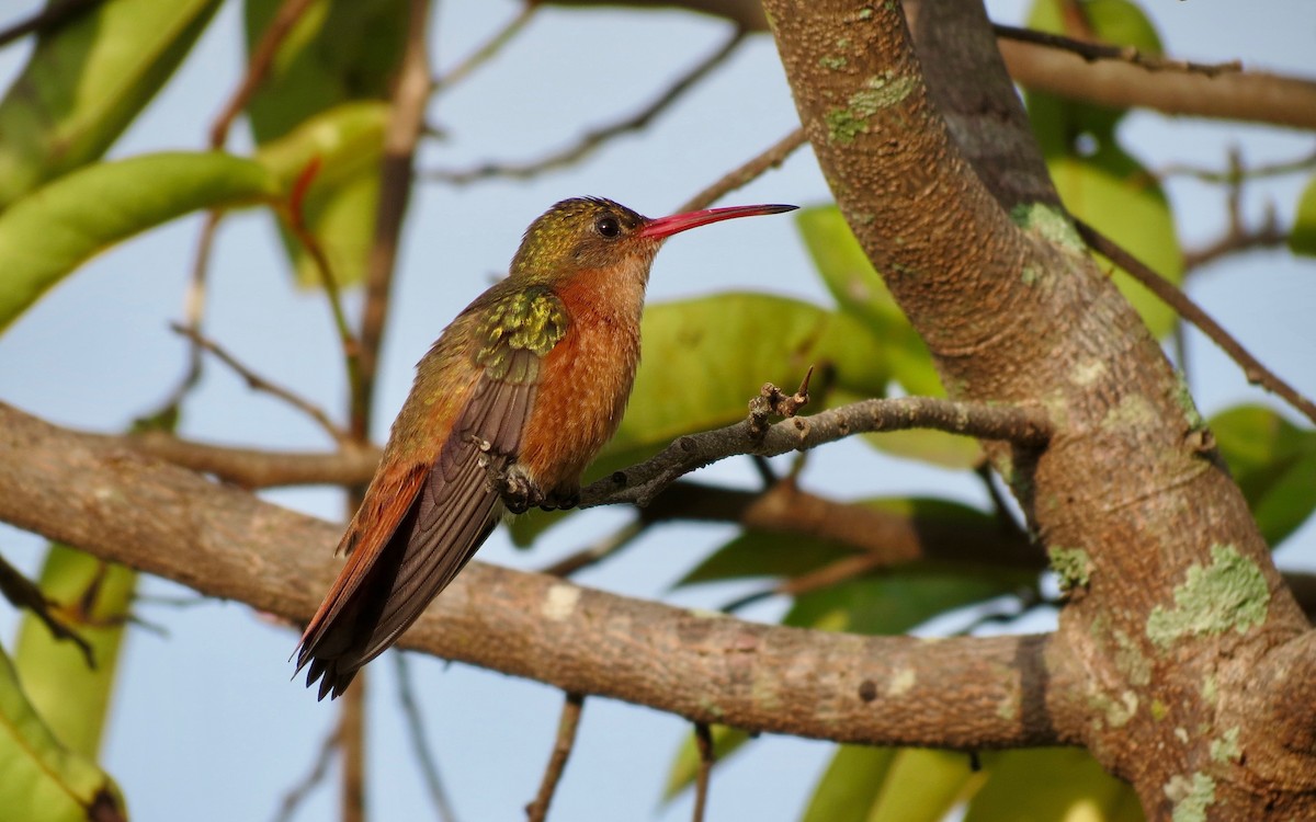 kolibřík ryšavý - ML87637901
