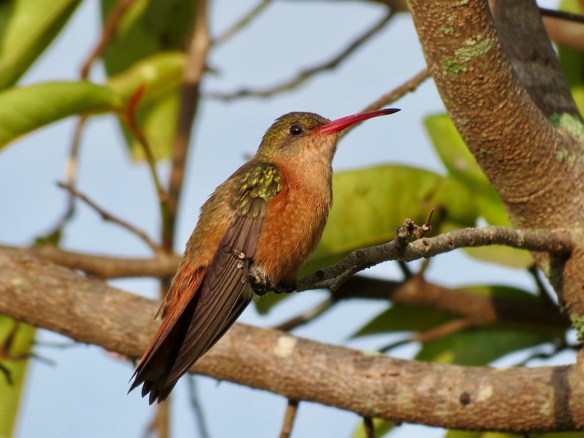 kolibřík ryšavý - ML87637931