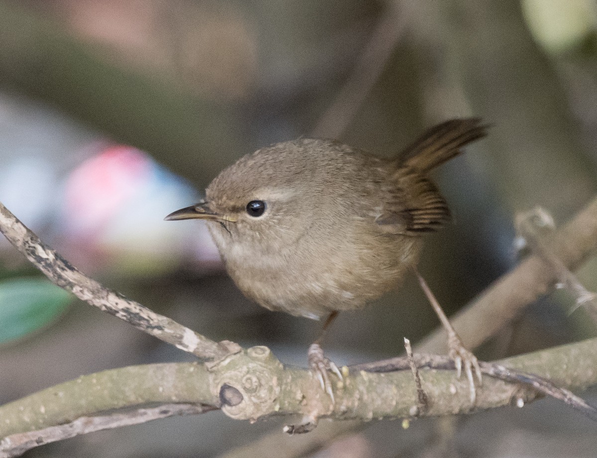 Brownish-flanked Bush Warbler - ML87640041