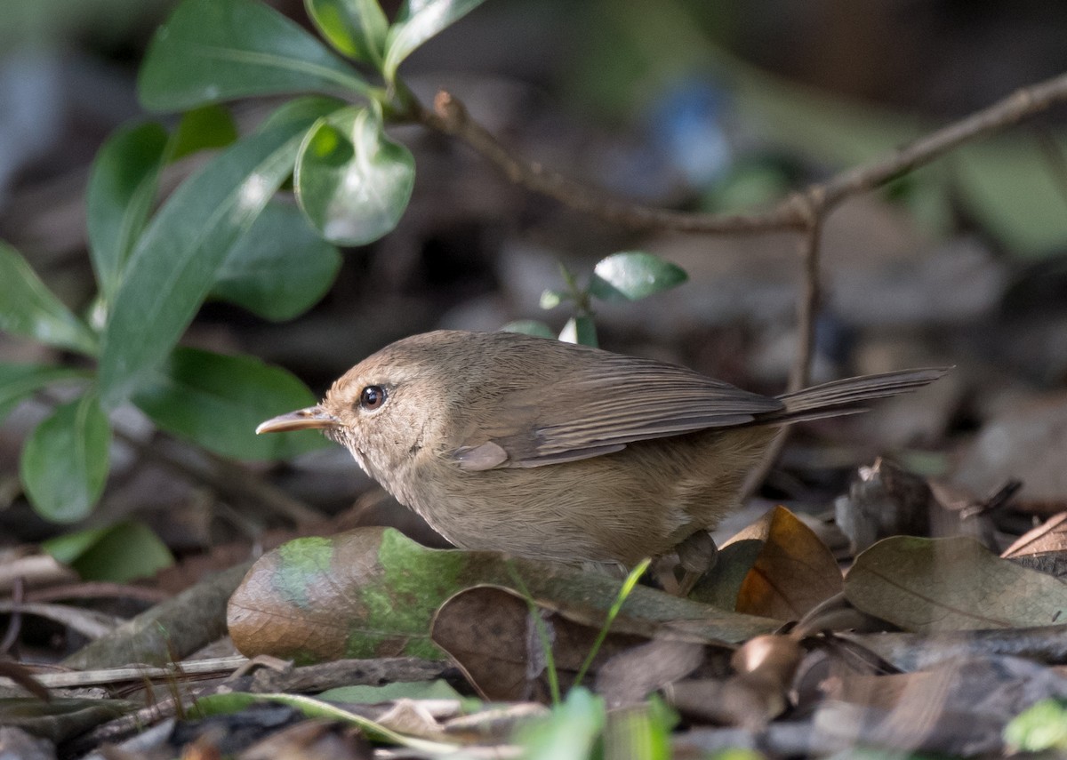 Brownish-flanked Bush Warbler - ML87640061