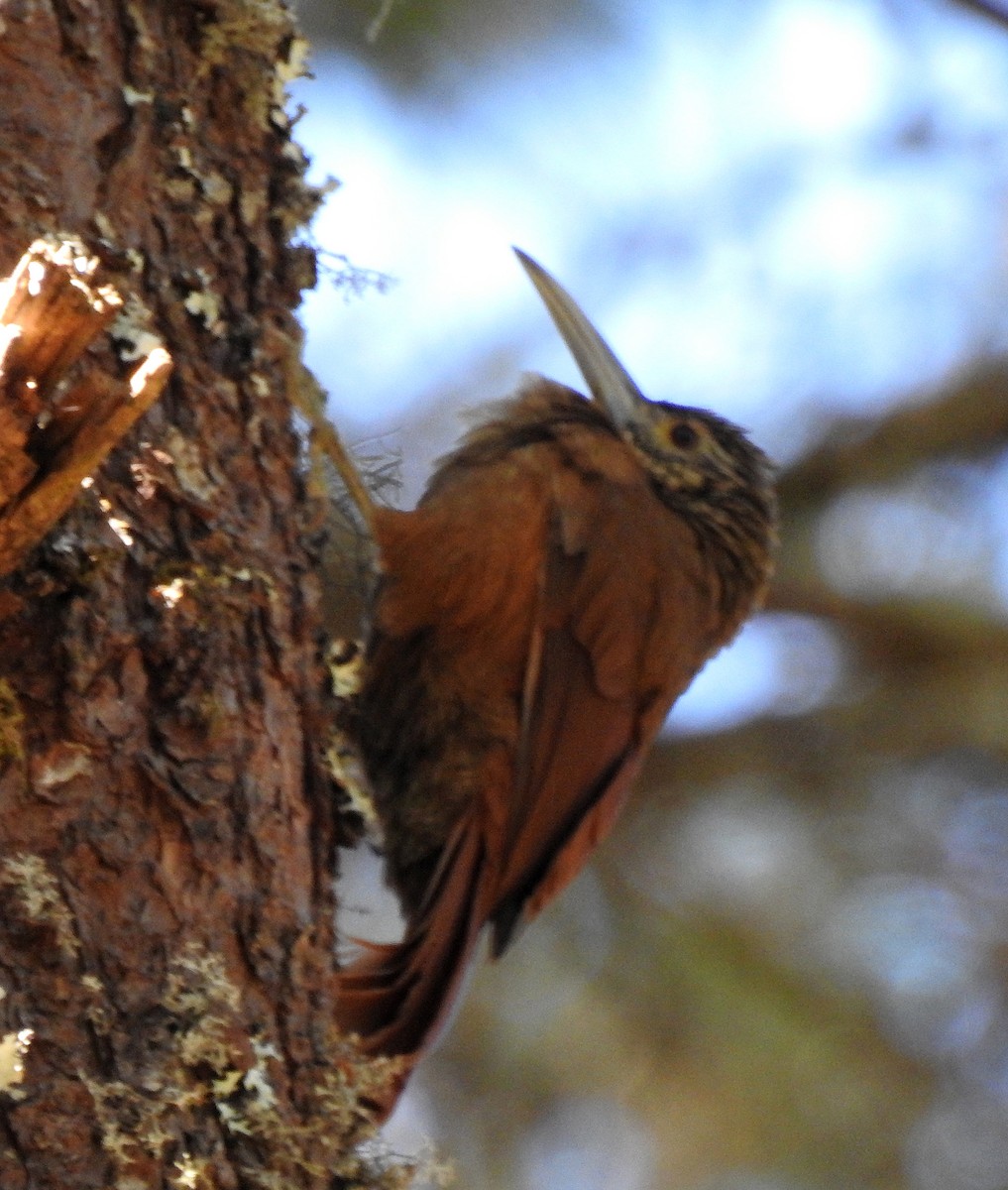 Strong-billed Woodcreeper - ML87640561