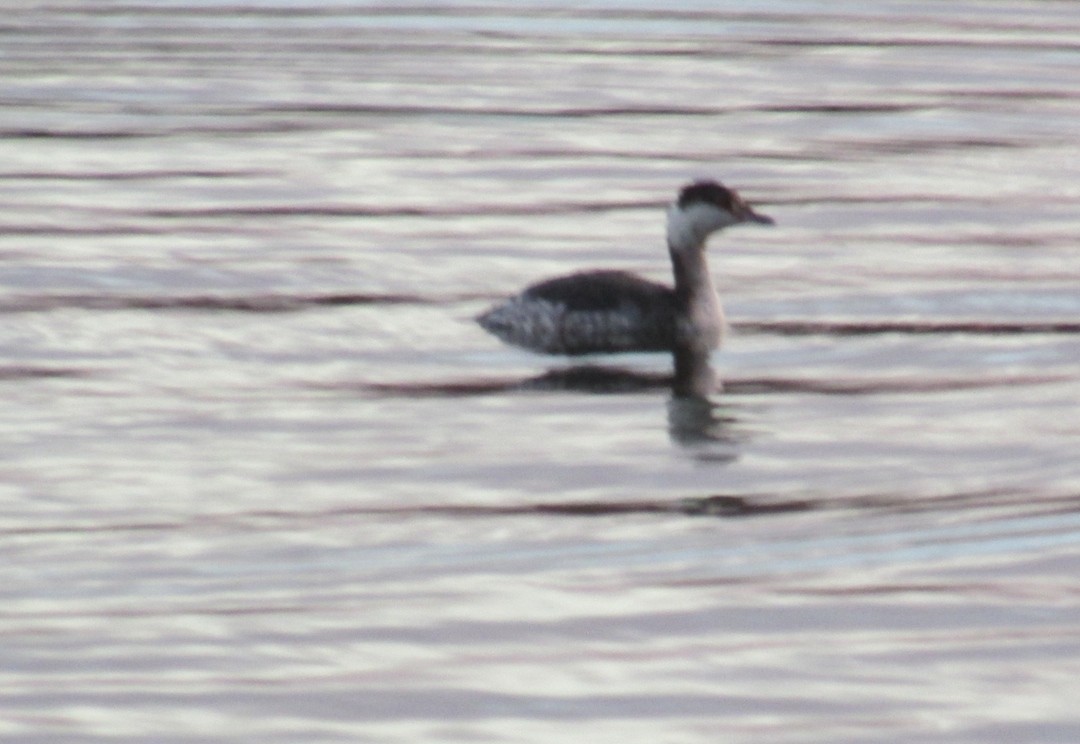 Horned Grebe - ML87643121