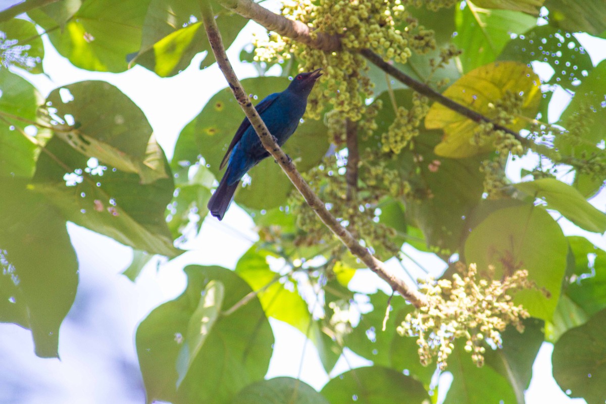 Asian Fairy-bluebird - Ashik Musicroom