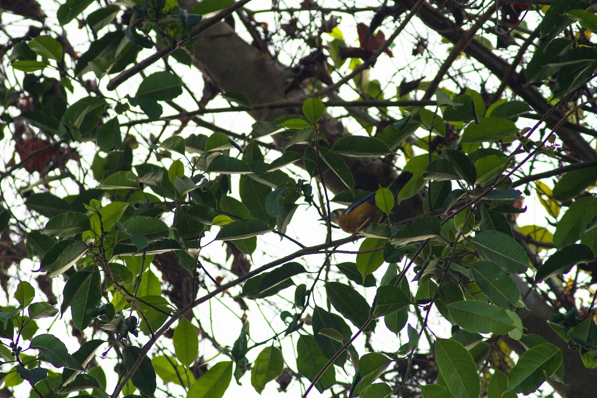 Orange-headed Thrush - Ashik Musicroom