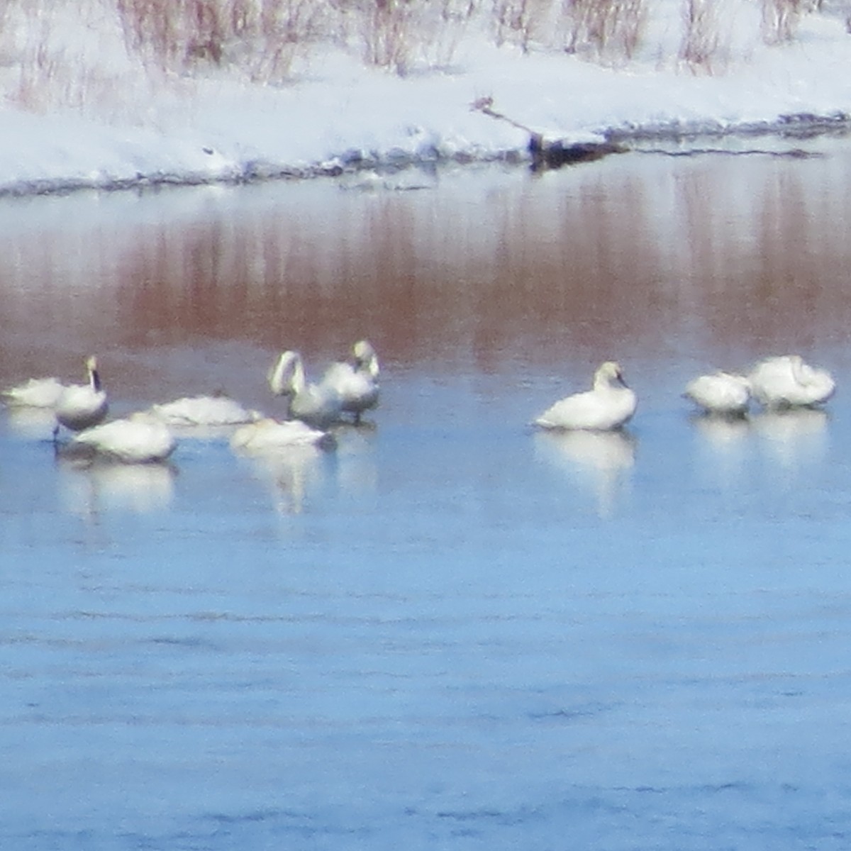 Cygne trompette ou C. siffleur - ML87645201