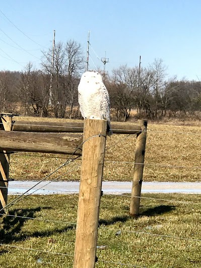 Snowy Owl - ML87645791