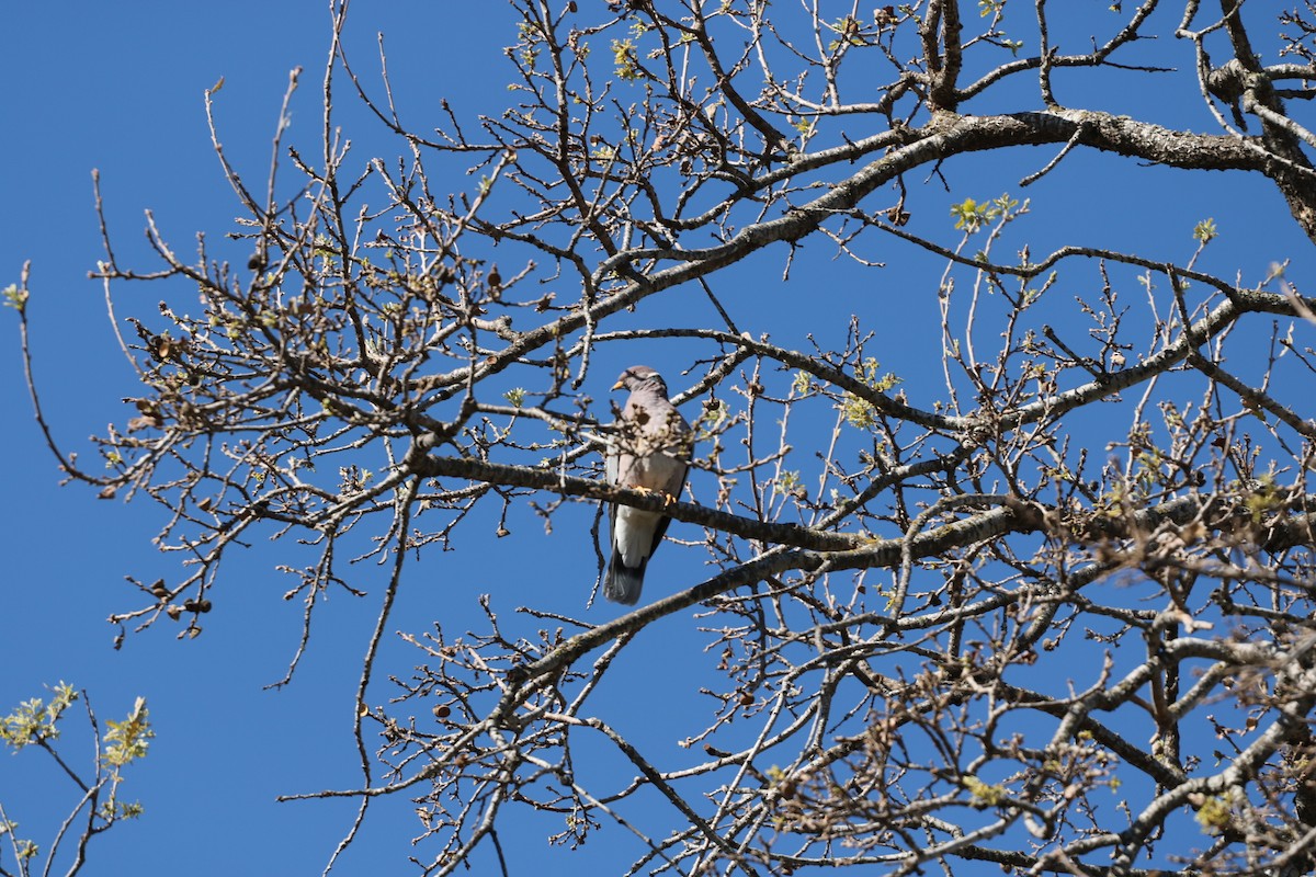 Band-tailed Pigeon - ML87646481