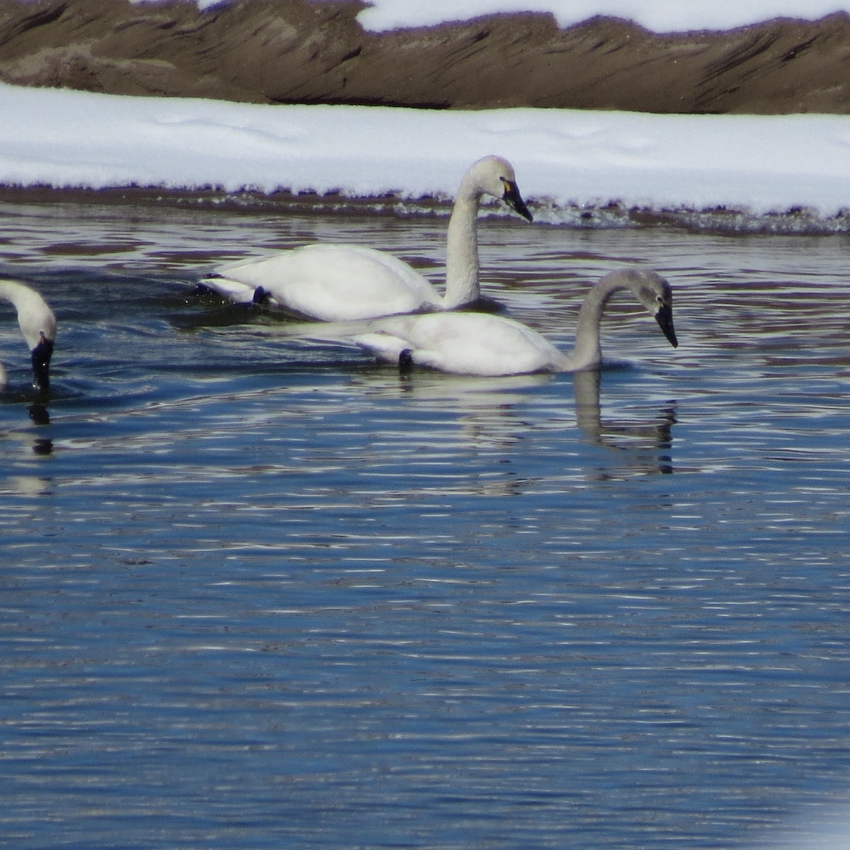 Tundra Swan - Jan Leonard