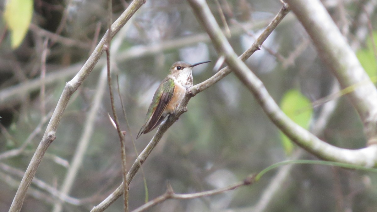 Rufous Hummingbird - ML87649281