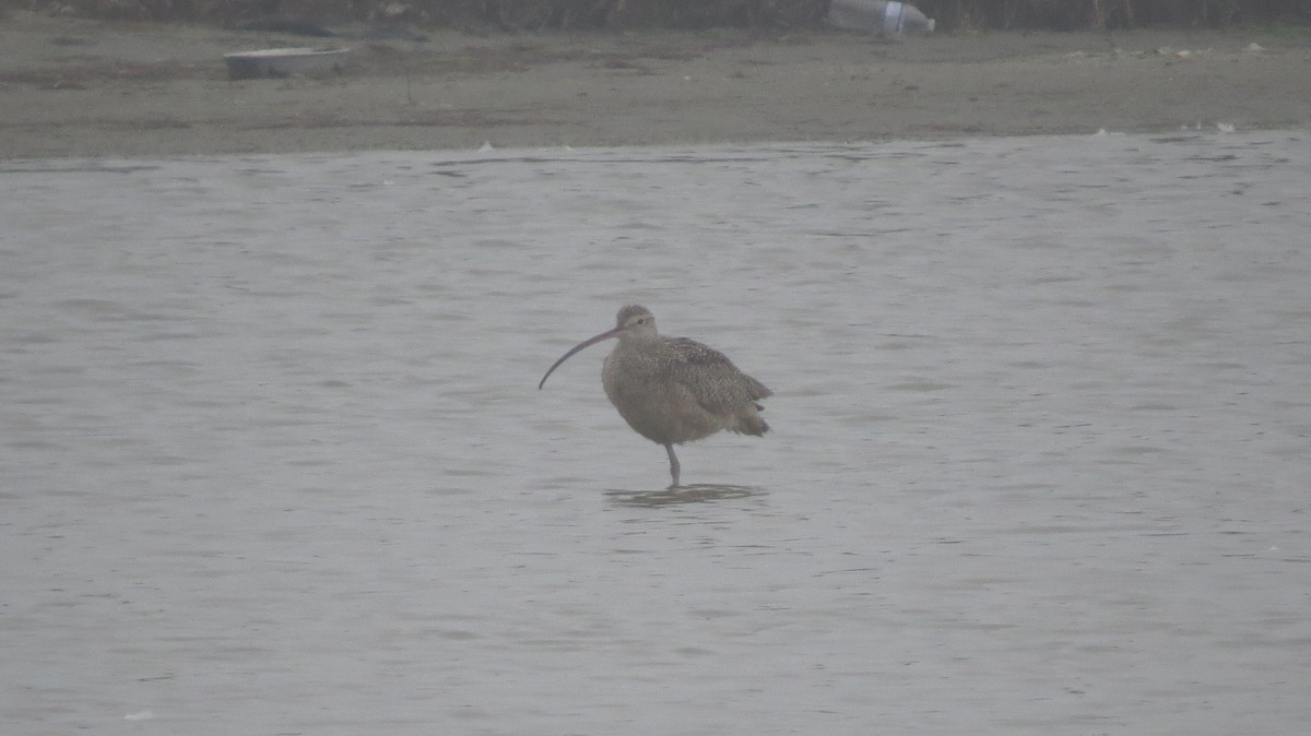 Long-billed Curlew - ML87650751