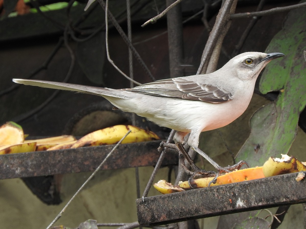 Tropical Mockingbird - ML87651781