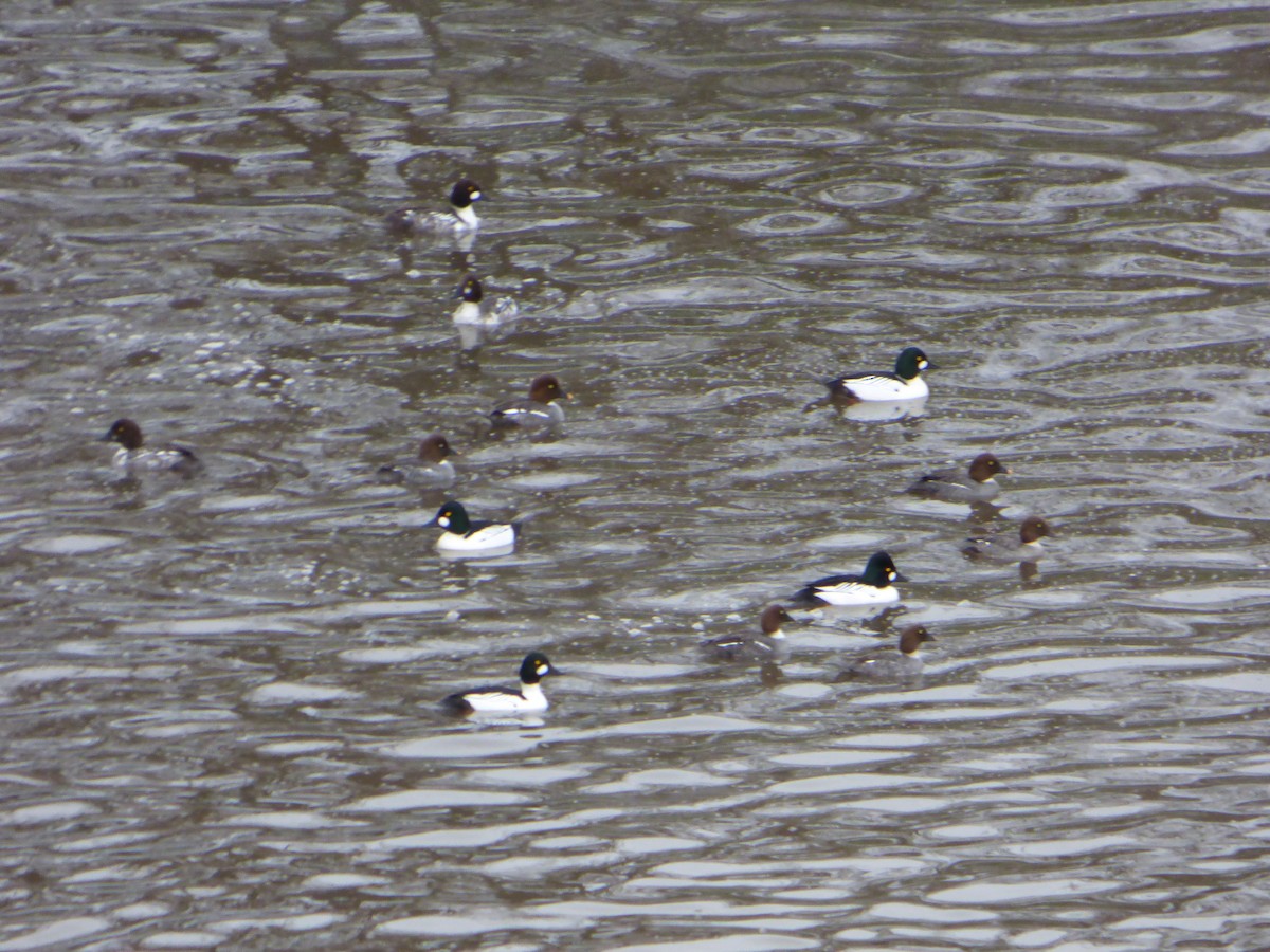 Common Goldeneye - ML87652891
