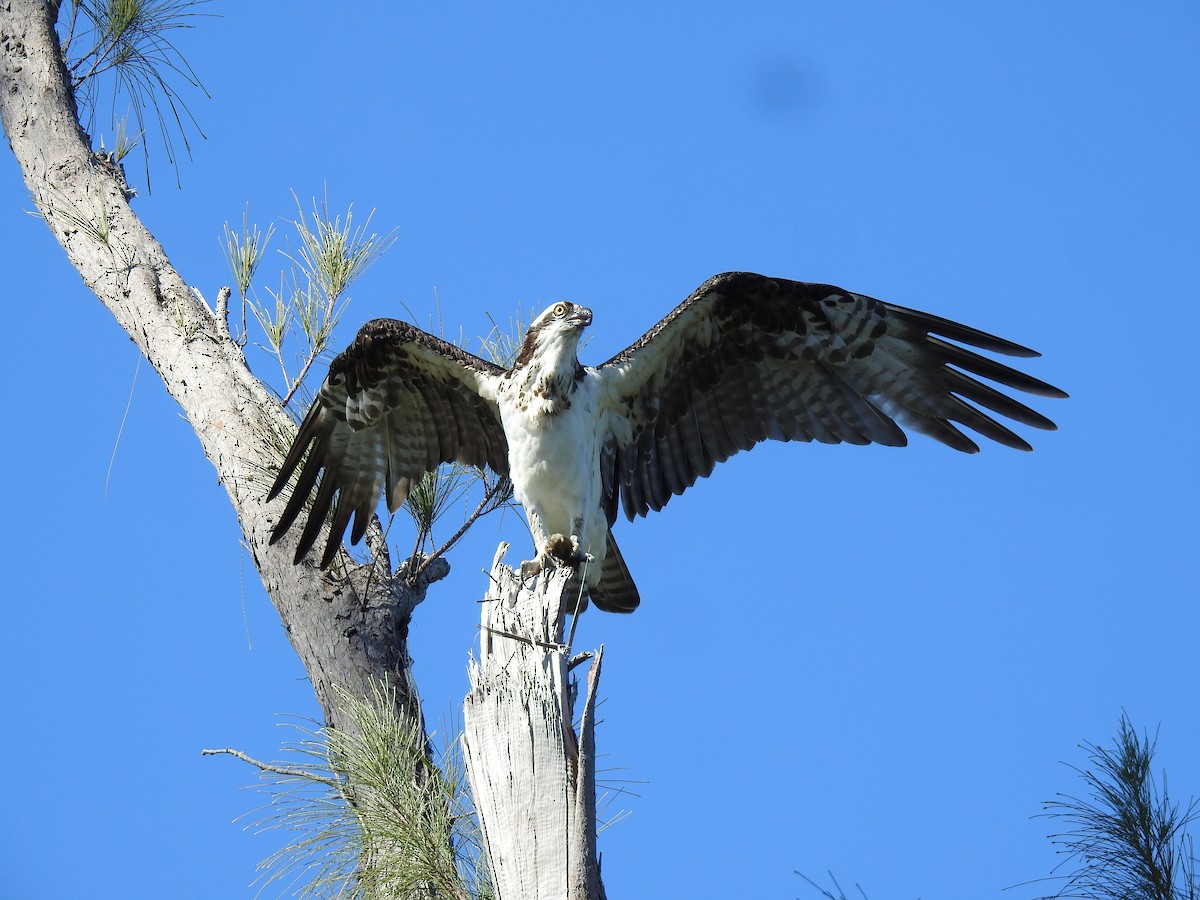 Osprey - Martha Cartwright