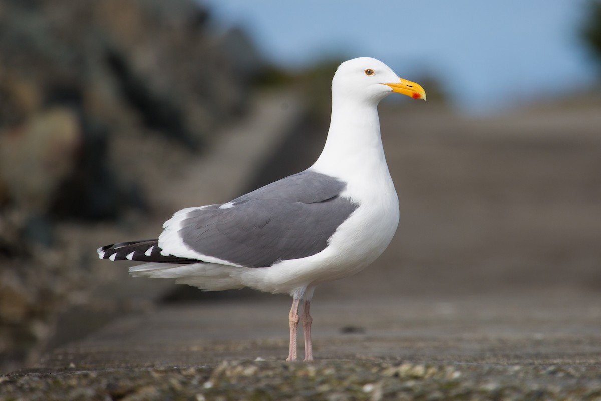 Western Gull - Jessica Hadley