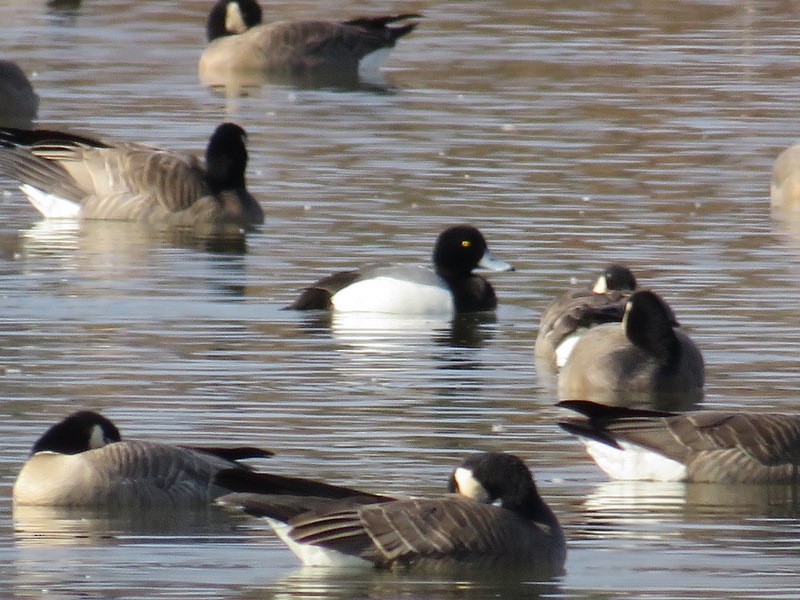 Greater Scaup - ML87655461