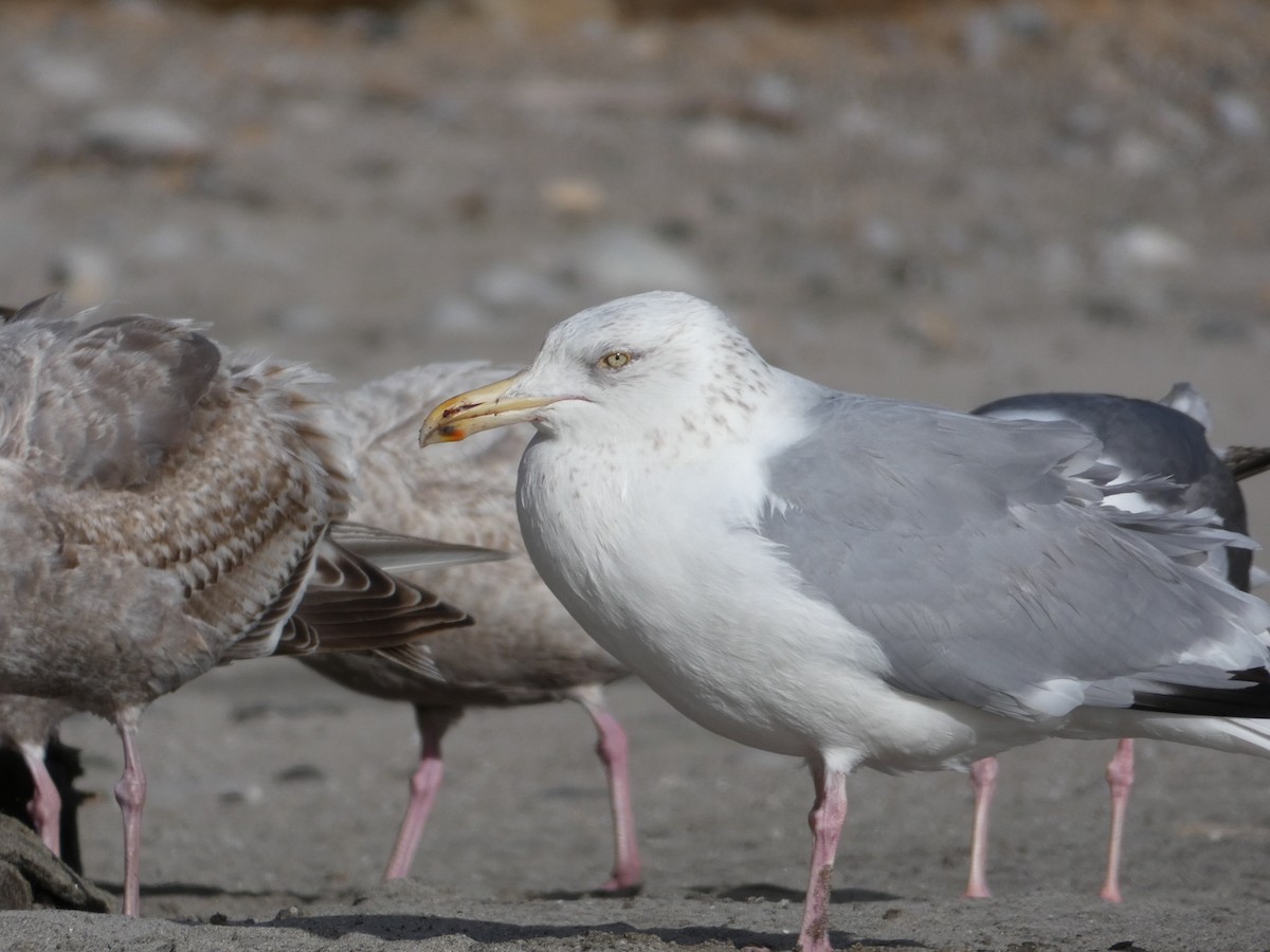 Gaviota Argéntea - ML87656211