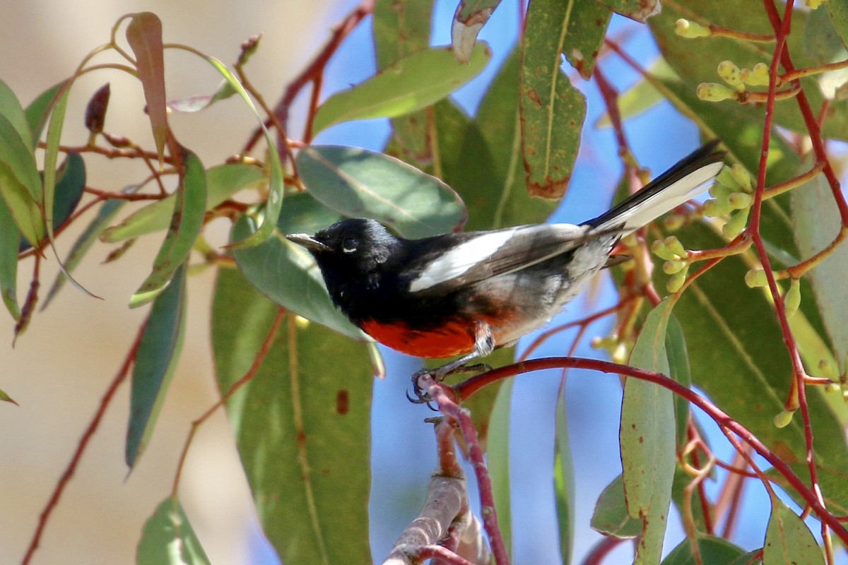 Painted Redstart - ML87656641