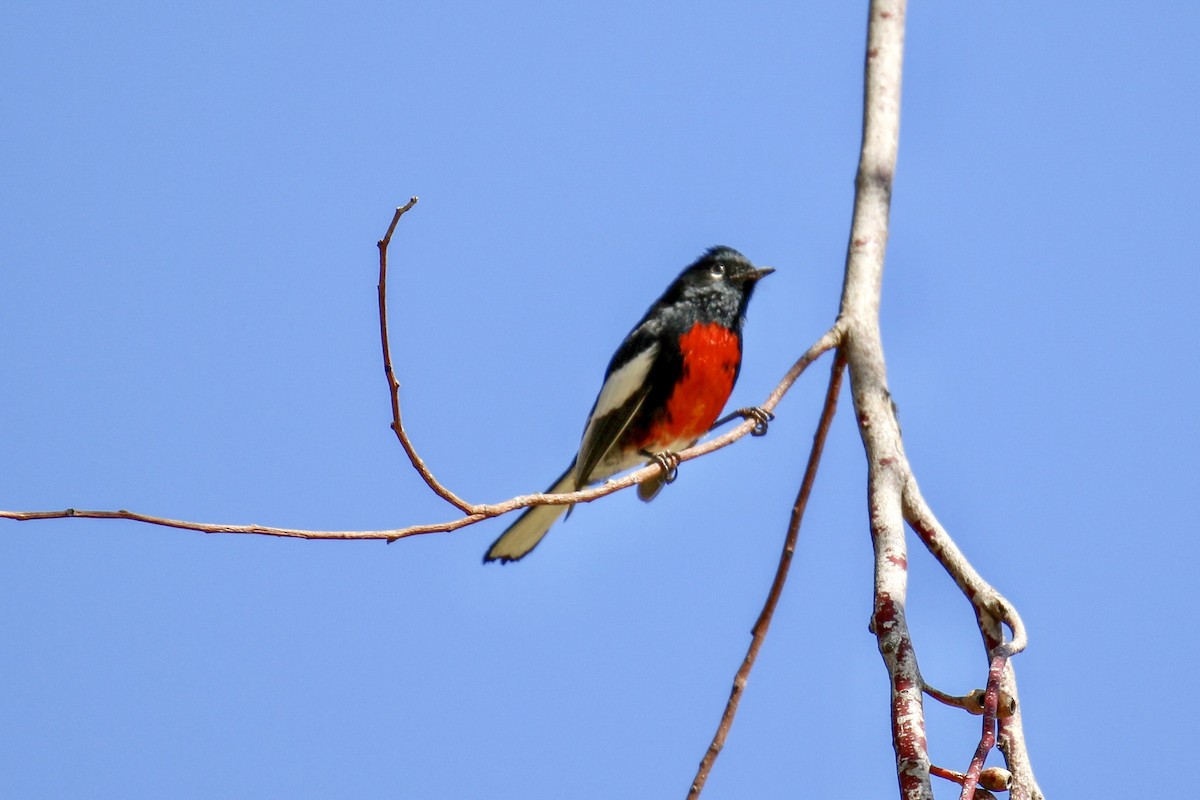 Painted Redstart - ML87656671