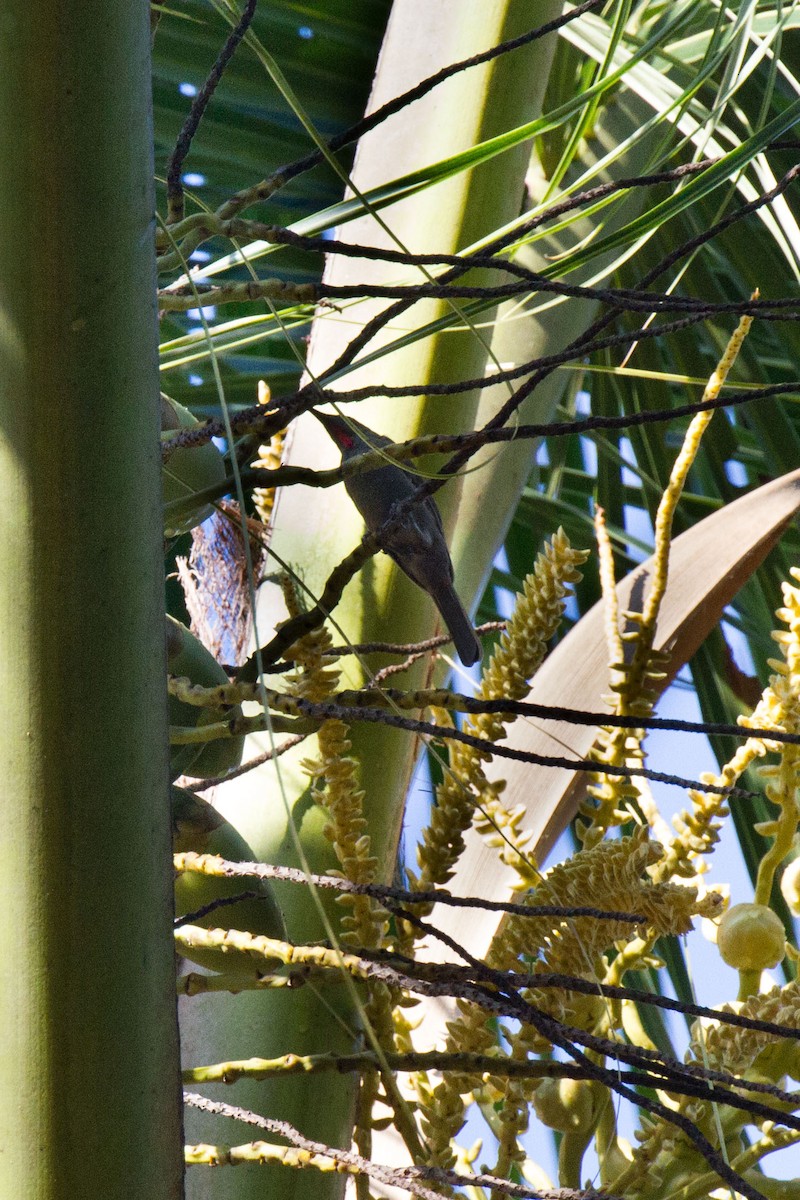 Ruby-throated Myzomela - Kristof Zyskowski